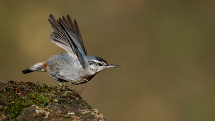 Krüper`s Nuthatch