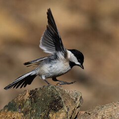 Sombre Tit