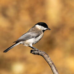 Sombre Tit