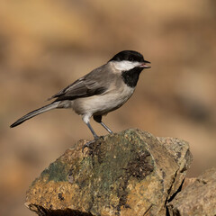 Sombre Tit