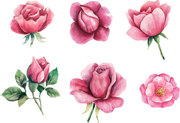 pink roses on white background