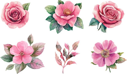 set of pink roses vector
