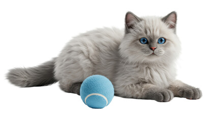 Isolated cat with blue eyes and tennis ball © Julia
