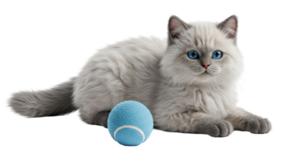 Isolated cat with blue eyes and tennis ball