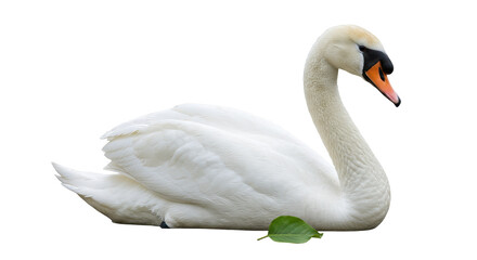 Isolated White Swan on Ground