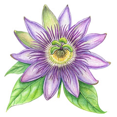 Title: Exotic passionflower with intricate purple and white petals in full bloom  
