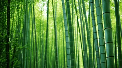Lush green bamboo forest creating a serene and peaceful natural environment
