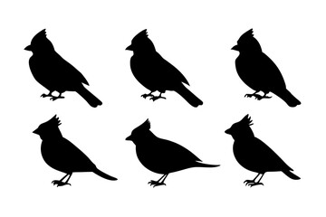 set of Cardinal silhouette vector illustration