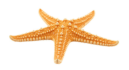 Isolated Orange Starfish