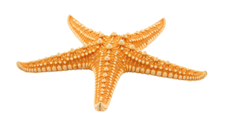 Isolated Orange Starfish