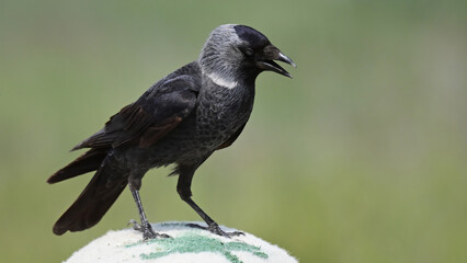 Western Jackdaw