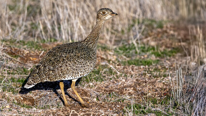 Little Bustard 