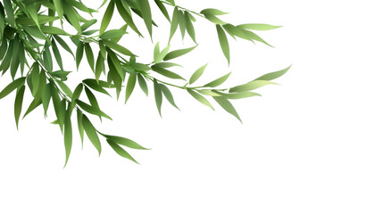 Obraz premium Whispers of Bamboo: Delicate bamboo leaves unfurl gracefully against a clean backdrop, evoking a sense of peace and natural elegance.