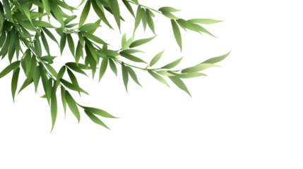 Whispers of Bamboo: Delicate bamboo leaves unfurl gracefully against a clean backdrop, evoking a sense of peace and natural elegance.