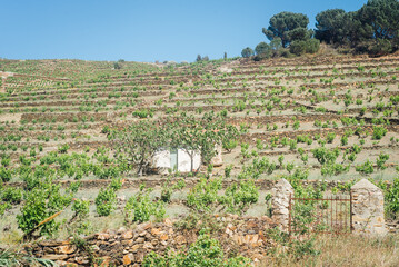 Viticulture en terrasse à Banyuls-sur-Mer
Vignoble en terrasse à Collioure. Agriculture méditerranéenne. Paysage de vignes. Cépage méditerranéen