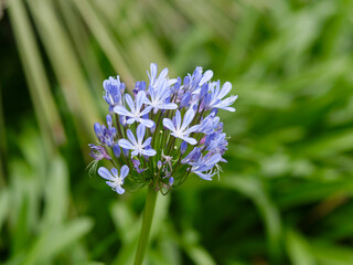 pretty background consisting of agapanthus plant with flower