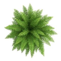 A 3D Potted Fern with Fine Lacy Fronds Isolated on Transparent Background