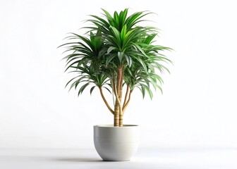 Fototapeta premium Fragrant Dracaena: Large Potted Plant, Minimal Scandinavian Style