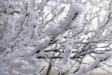 Frost-covered tree branches in winter forest
