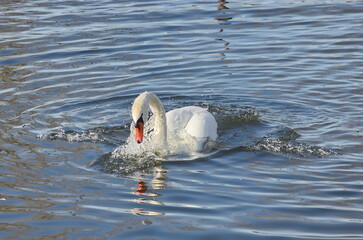 A female white swan washes her face after mating.