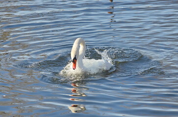 A female white swan washes her face after mating.