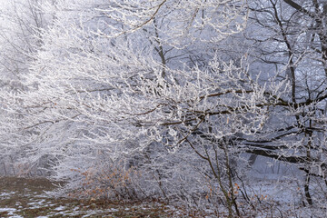Frost-covered trees in winter forest