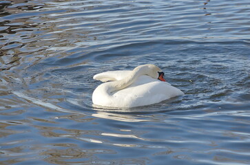 A female white swan washes her face after mating.