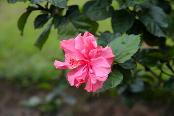 Hibiscus flower in close up with the leaf background.