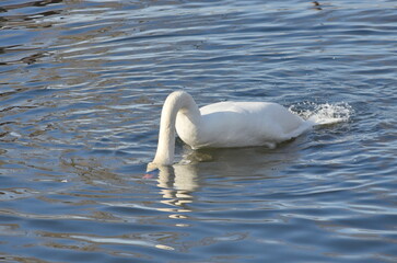 A female white swan washes her face after mating.