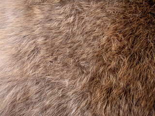 Red Brown Animal Wildlife fur hair textured Concept Background.
