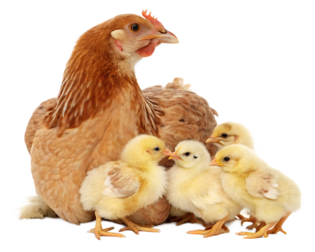 Mother Hen with Cute Chicks - Isolated on White Background as Transparent. PNG. AI GENERATED