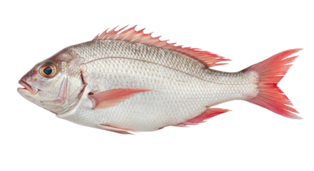 Isolated Red Snapper Fish