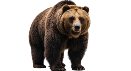 Isolated Grizzly Bear