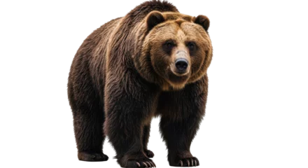 Fotobehang Beer Isolated Grizzly Bear  © Julia