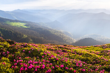 Fototapeta premium Blooming rhododendrons covering a mountain meadow in spring, with warm sunset light glowing over misty mountain ranges beyond. Landscape photography