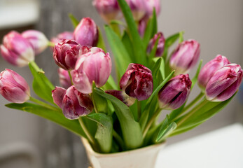 Obraz premium Withering of pink tulips. Cycles of nature. Floristics.