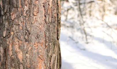 Close-up of a pine tree trunk in a forest in winter. Pine tree during the day, close-up of the...