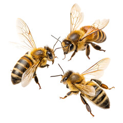 Honey Bees in Flight and Resting - Isolated on White Background as Transparent. PNG. AI GENERATED