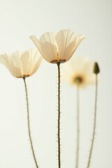 A few delicate pale poppy flowers with long stems against white background with soft lighting.