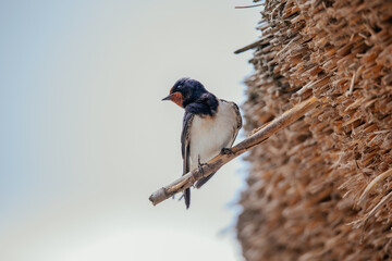 Cute swallow on a reed house-top