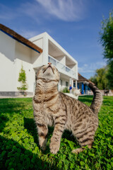 Funny cat enjoying a holiday. 