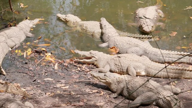 crocodiles, aligators on a pond, West Africa