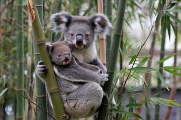 Obraz premium The wildlife bear take care its child.