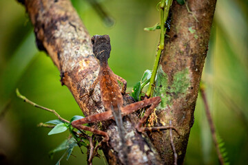 Sri Lanka Känguru-Eidechse (OTOCRYPTIS WEIGMANI)