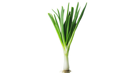 Fresh Green Onion Isolated on White and Transparent Background