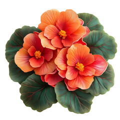 3D Begonias with Orange Flowers Isolated on Transparent Background