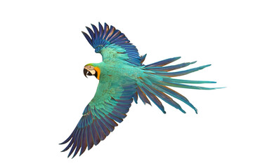 Colorful flying Blue and Gold Macaw parrot isolated on transparent background png file