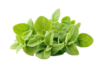 Fresh oregano sprigs on a clean white background ready for culinary delights and garnishes isolated on transparent background