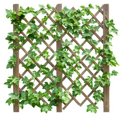 Expandable faux ivy trellis panel, green leaves on wooden lattice, shown partially expanded, isolated on transparent background, versatile privacy solution photo.