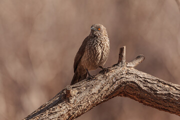 Arrow-marked Babbler (Turdoides jardineii) perched on branch of tree against blurred gray brown background 
